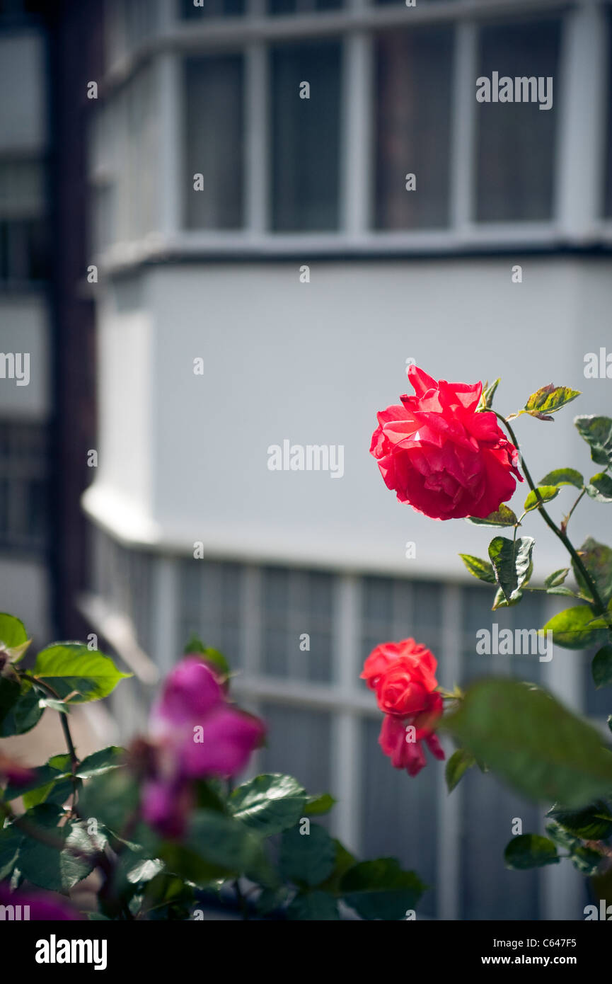 Albergo in una zona costosa in NW3 London, Eaton corte, Eaton Avenue, Camden, rose di fronte tipica casa Inglese. Foto Stock