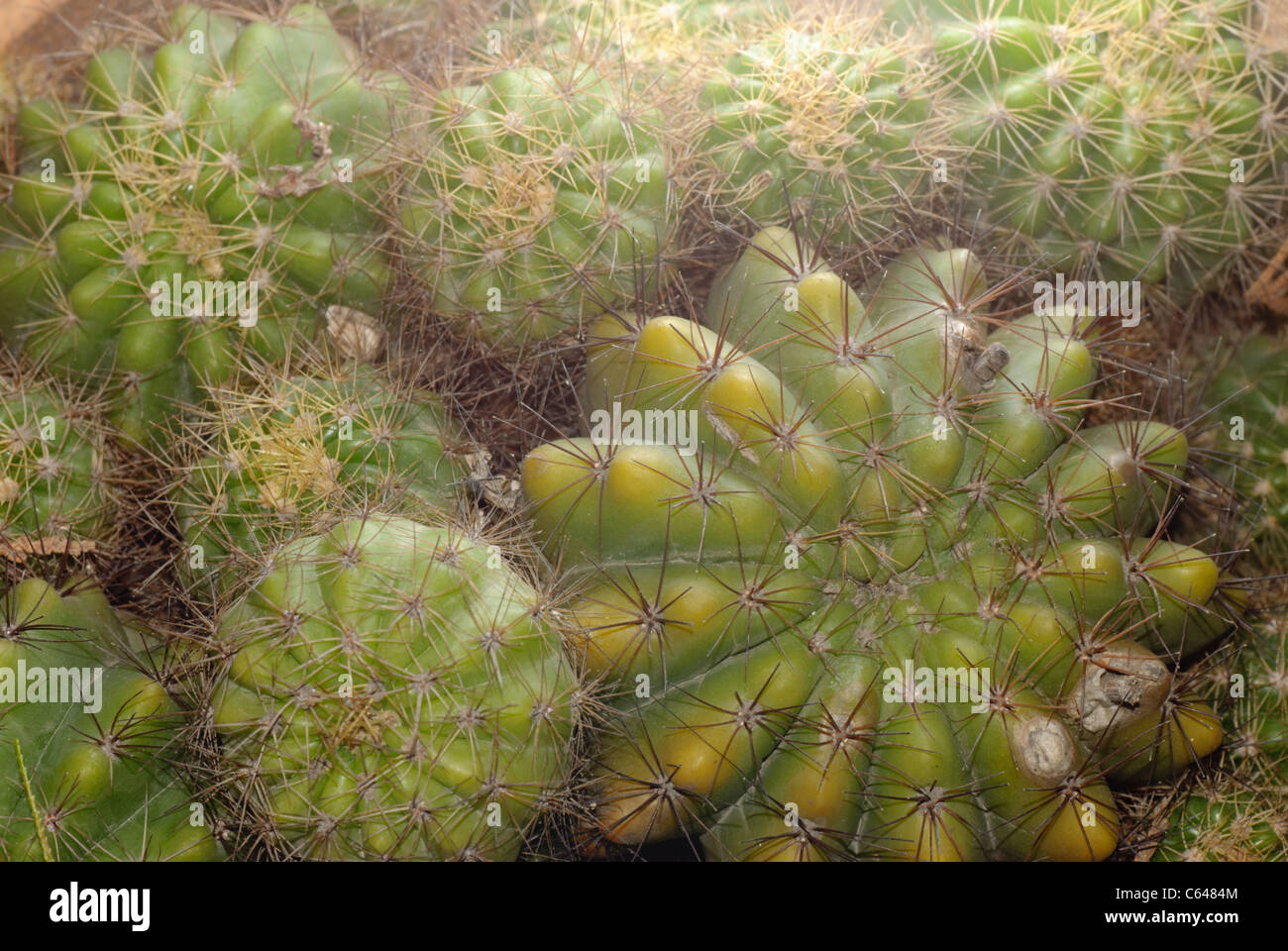 Impianto cactus tree Foto Stock