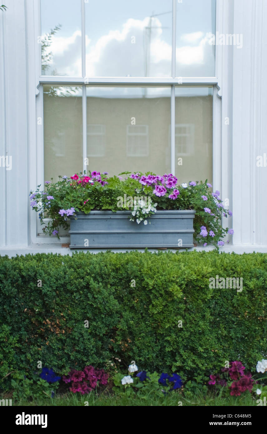 Esclusiva proprietà di costosi in Grange Grove in N1 Londra, Highbury e Islington, hedge e i fiori sul davanzale Foto Stock
