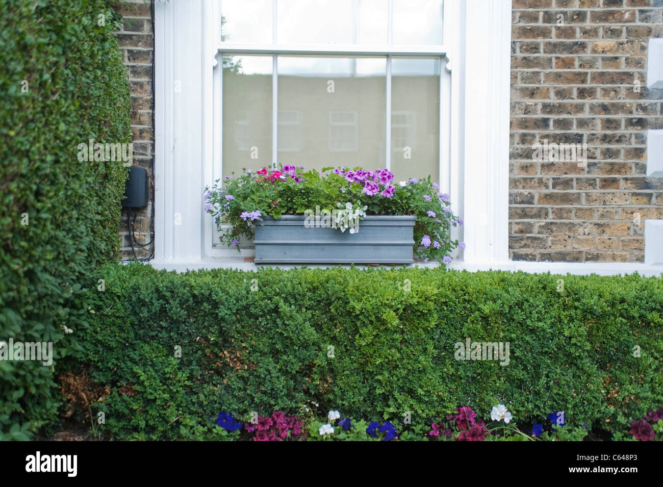 Esclusiva proprietà di costosi in Grange Grove in N1 Londra, Highbury e Islington, hedge e i fiori sul davanzale Foto Stock