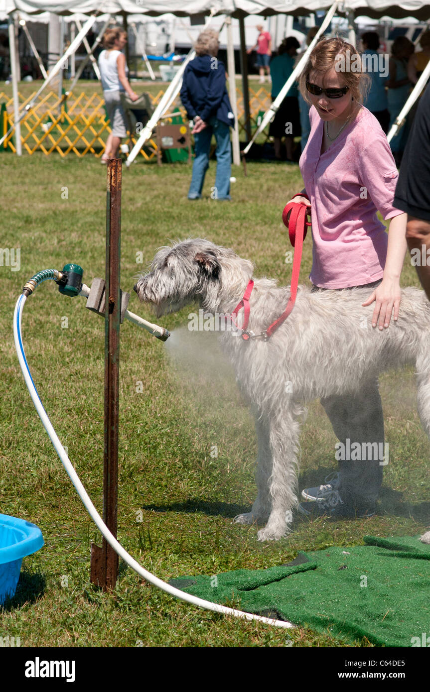 Scottish Deerhound raffreddata a dog show. Foto Stock