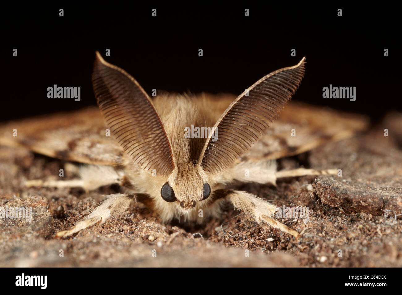 Gypsy Moth, Lymantria dispar dispar, maschio Foto Stock