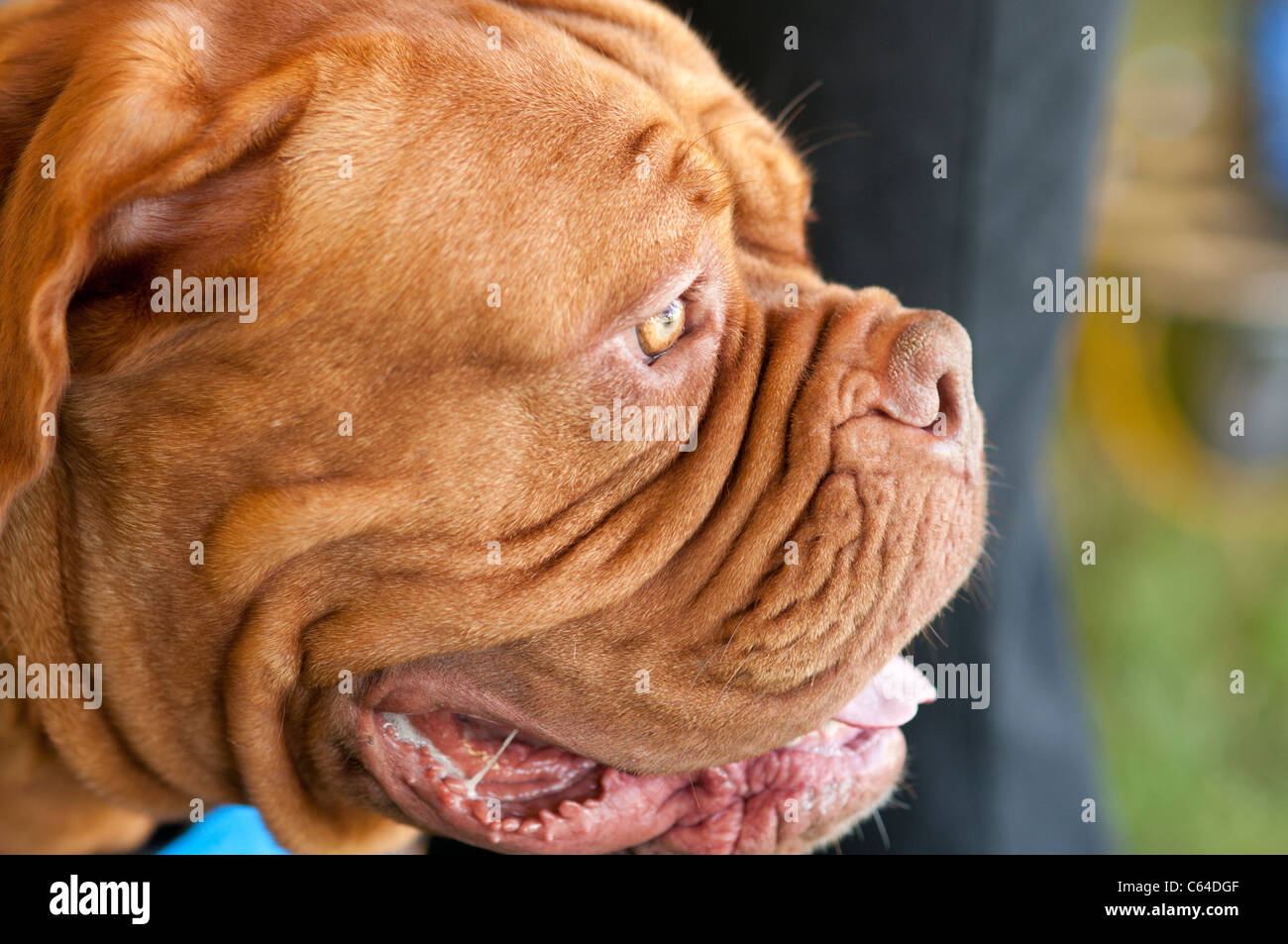 Dogue de Bordeaux profilo. Foto Stock