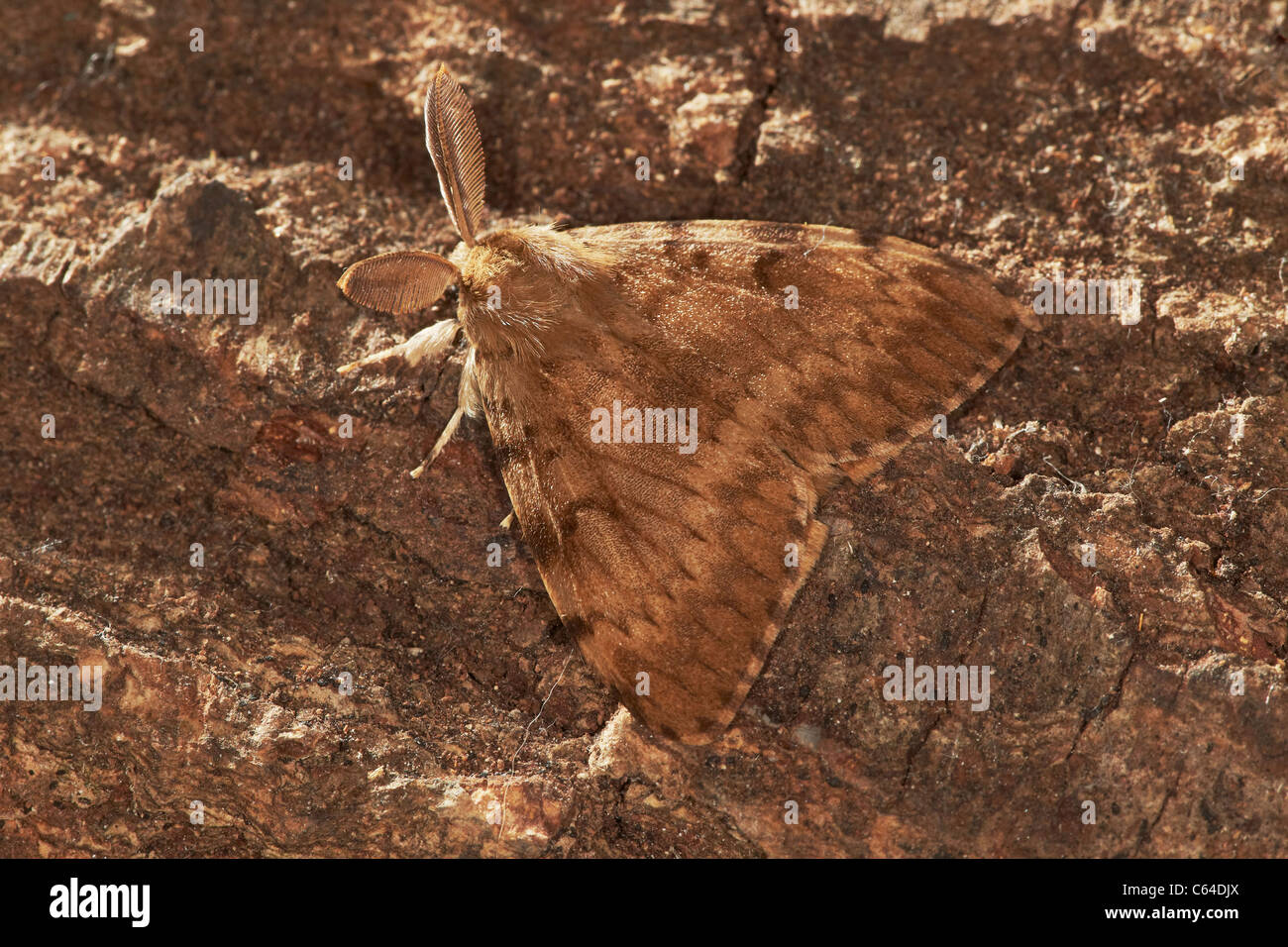 Gypsy Moth, Lymantria dispar dispar, maschio Foto Stock