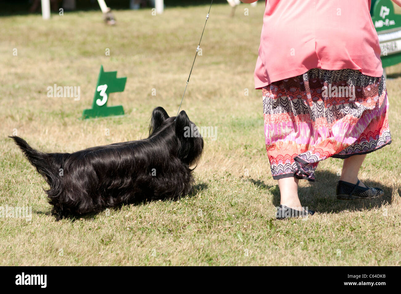 Il gestore che mostra Skye Terrier. Foto Stock