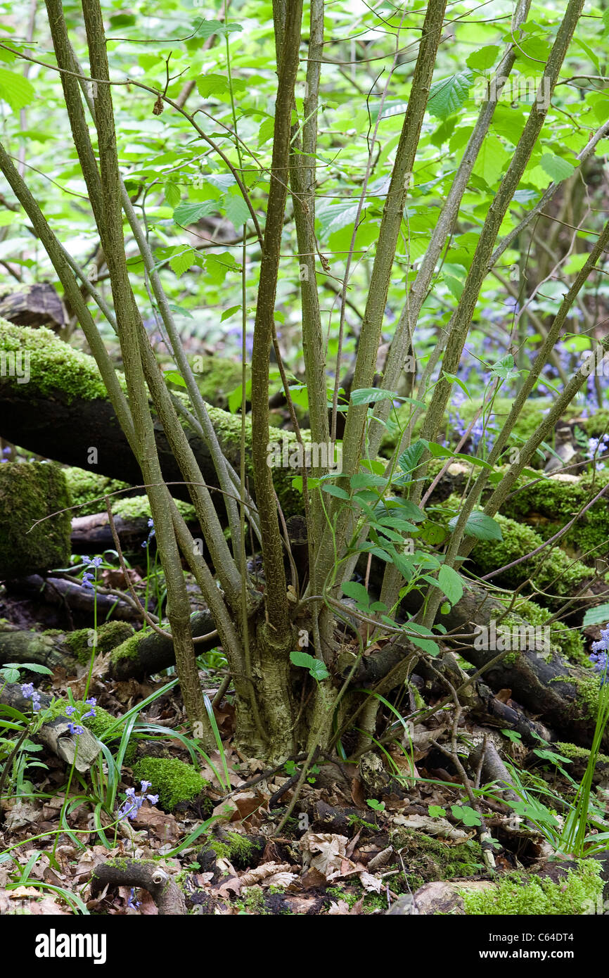 Nuovi germogli da un albero abbattuto a Appleton di guadi in modo irregolare a Warrington, Cheshire, Inghilterra Foto Stock