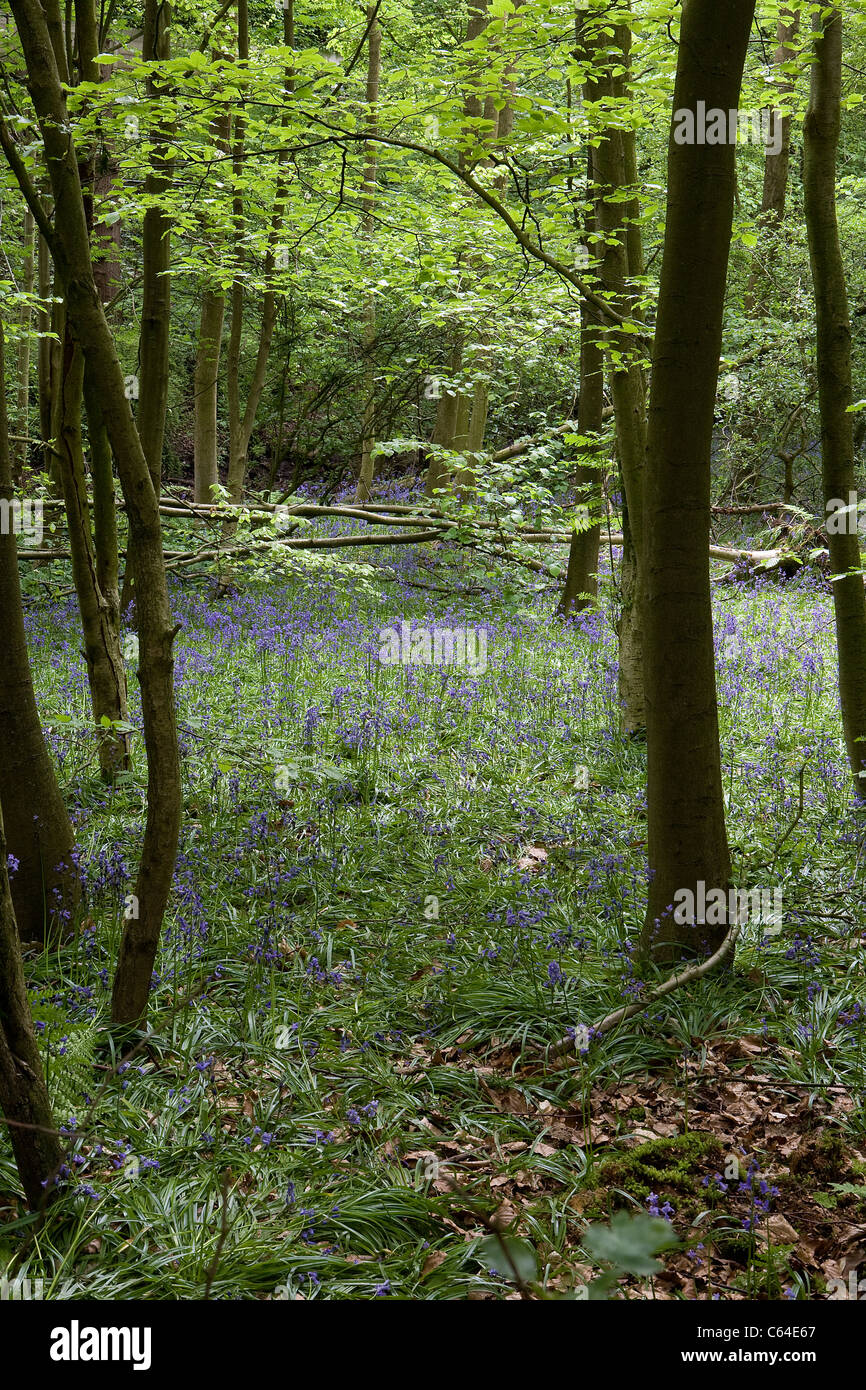 La molla bluebells attraverso gli alberi a Appleton di guadi in modo irregolare a Warrington, Cheshire, Inghilterra Foto Stock