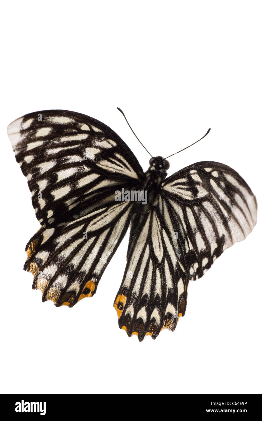 Butterfly isolato su bianco Foto Stock Butterfly isolato su bianco Foto Stock