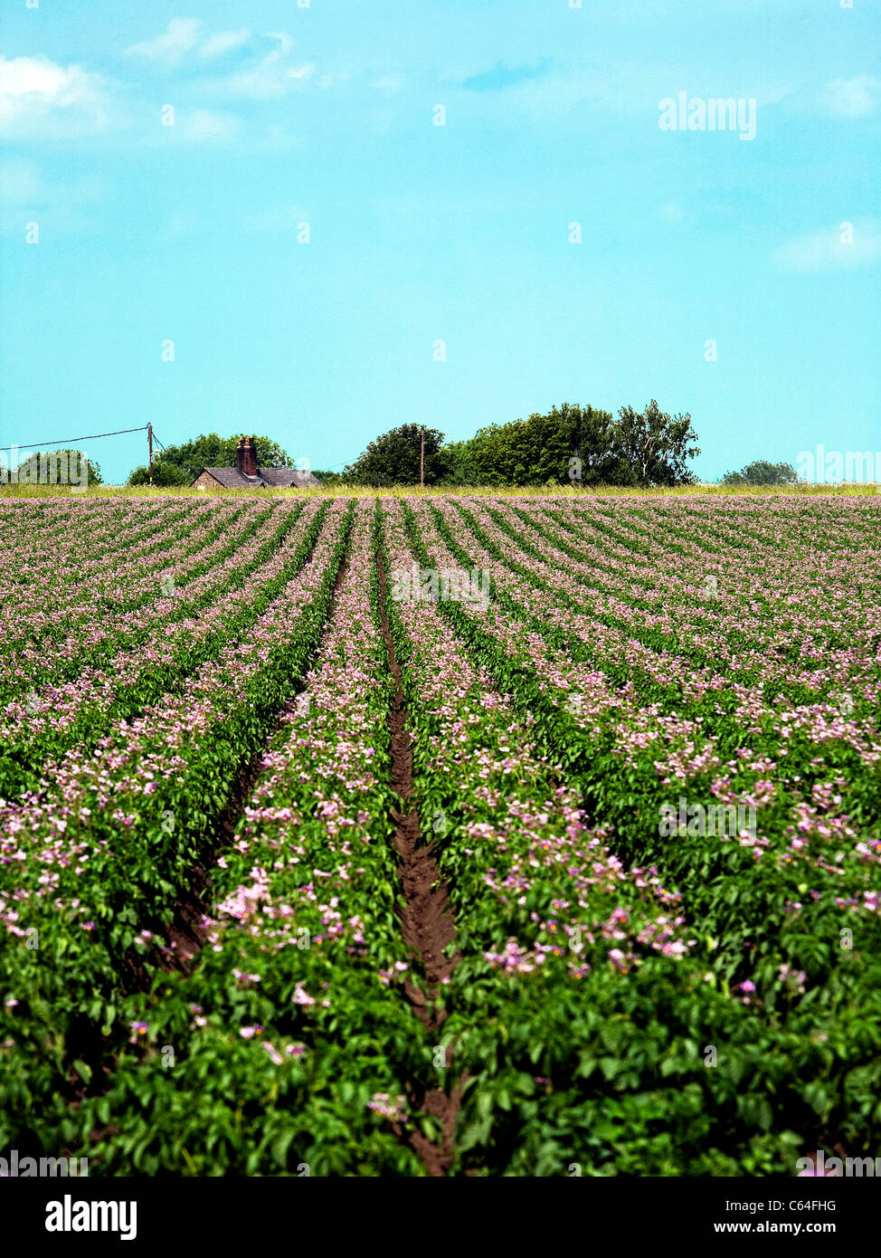 Le colture di patate in un campo che mostra un punto di vista prospettica Foto Stock