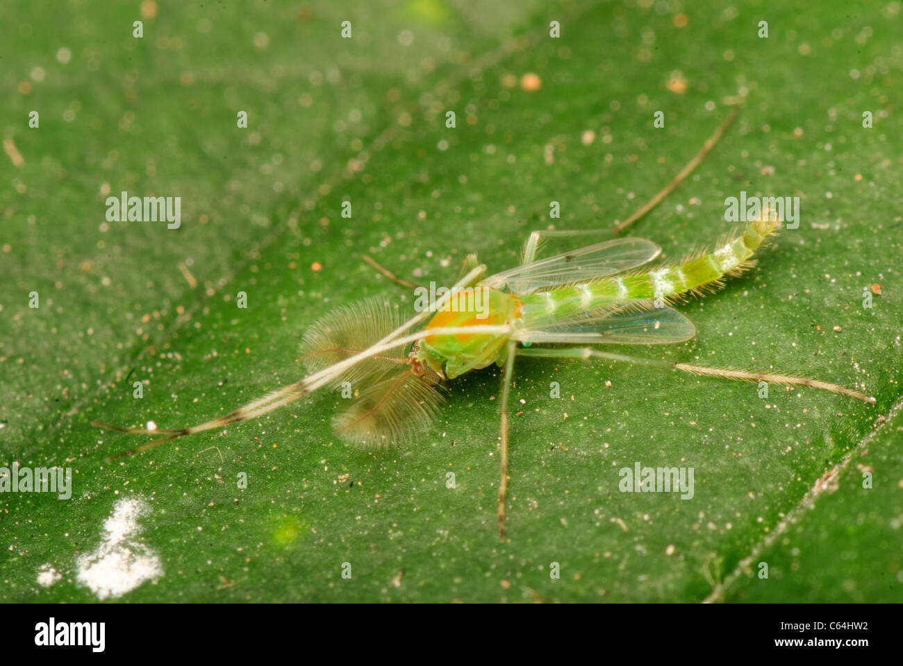 Insetto zanzara verde sulla lamina Foto Stock