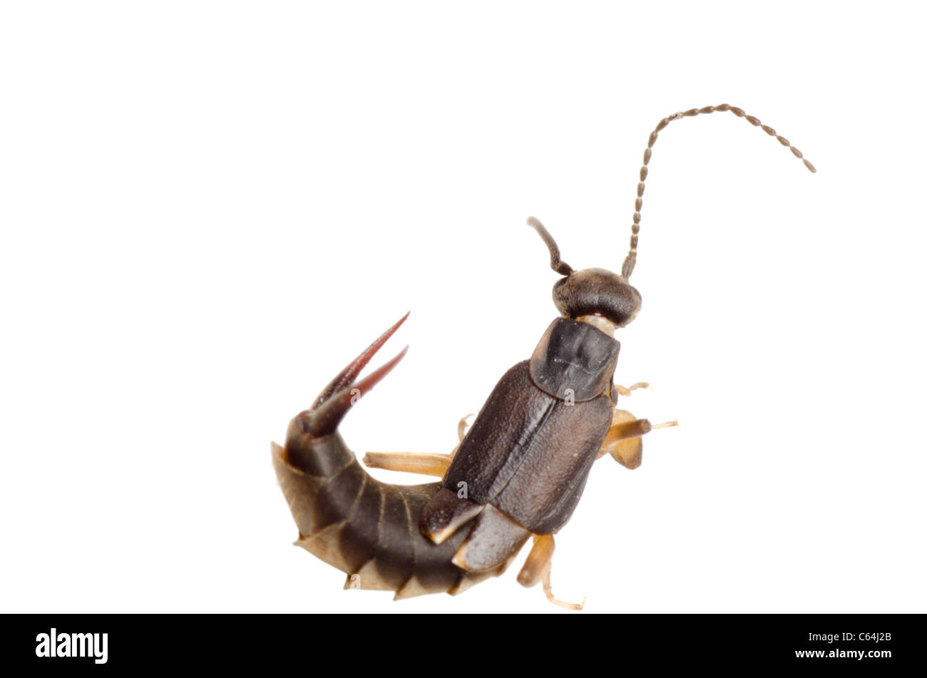 Gli insetti earwig bug isolato su bianco Foto Stock Gli insetti earwig bug isolato su bianco Foto Stock