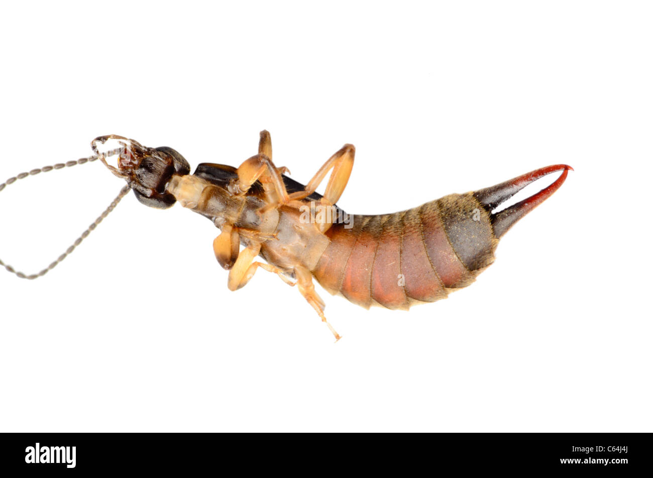 Gli insetti earwig bug isolato su bianco Foto Stock Gli insetti earwig bug isolato su bianco Foto Stock