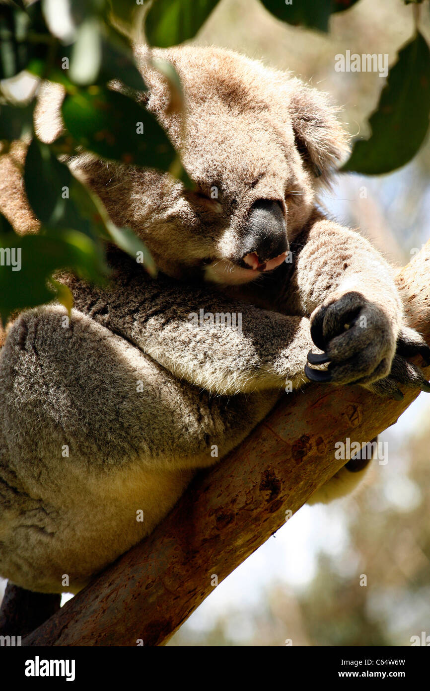 Un Koala Bear seduto e dormire in un albero di eucalipto a Melbourne, Victoria, Australia Foto Stock