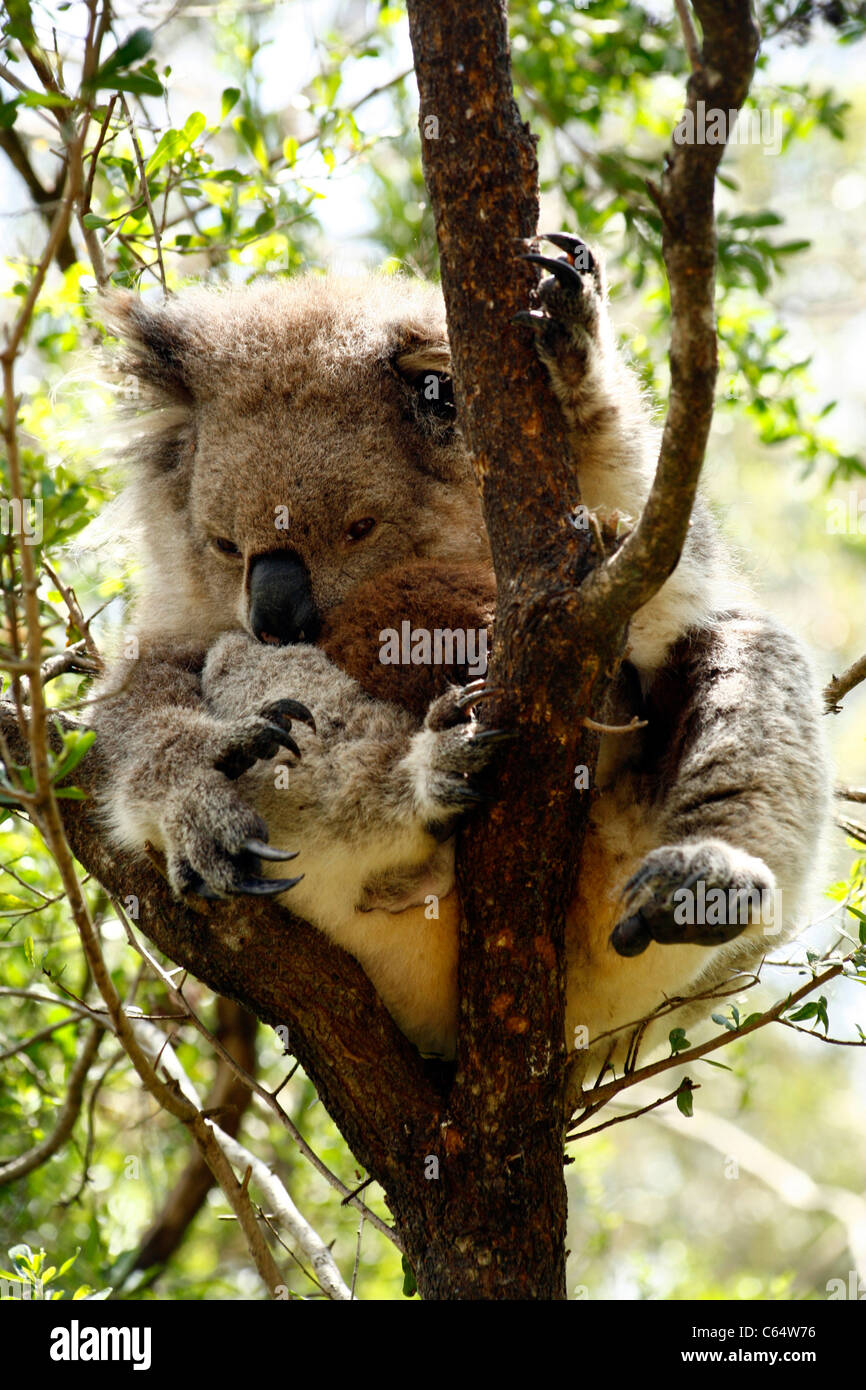Un Koala Bear seduto e dormire in un albero di eucalipto a Melbourne, Victoria, Australia Foto Stock