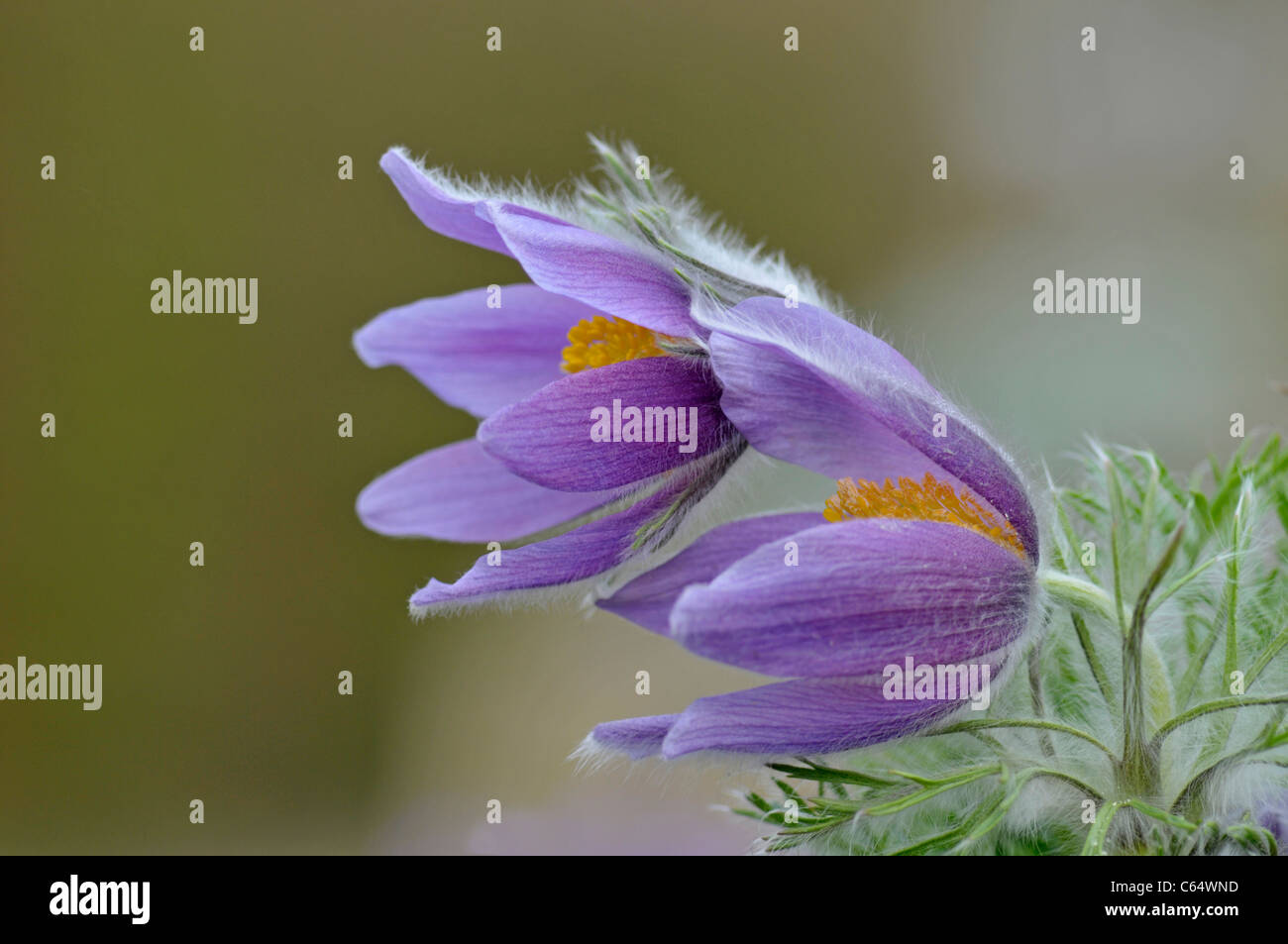 "Pasque Fiore: Pulsatilla halleri ssp. slavica Foto Stock