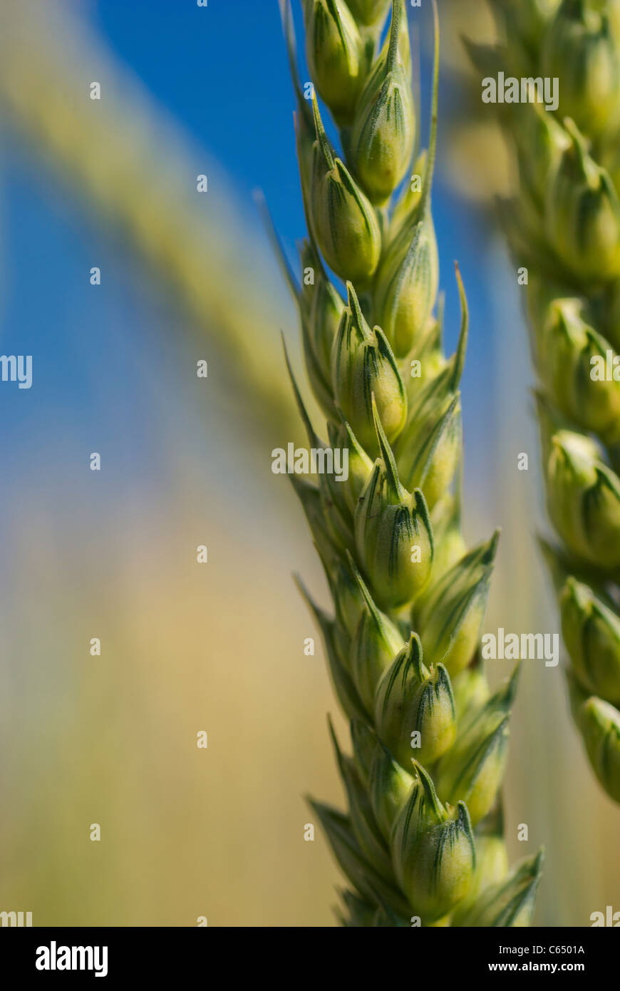 I giovani di frumento (verdi) closeup Foto Stock