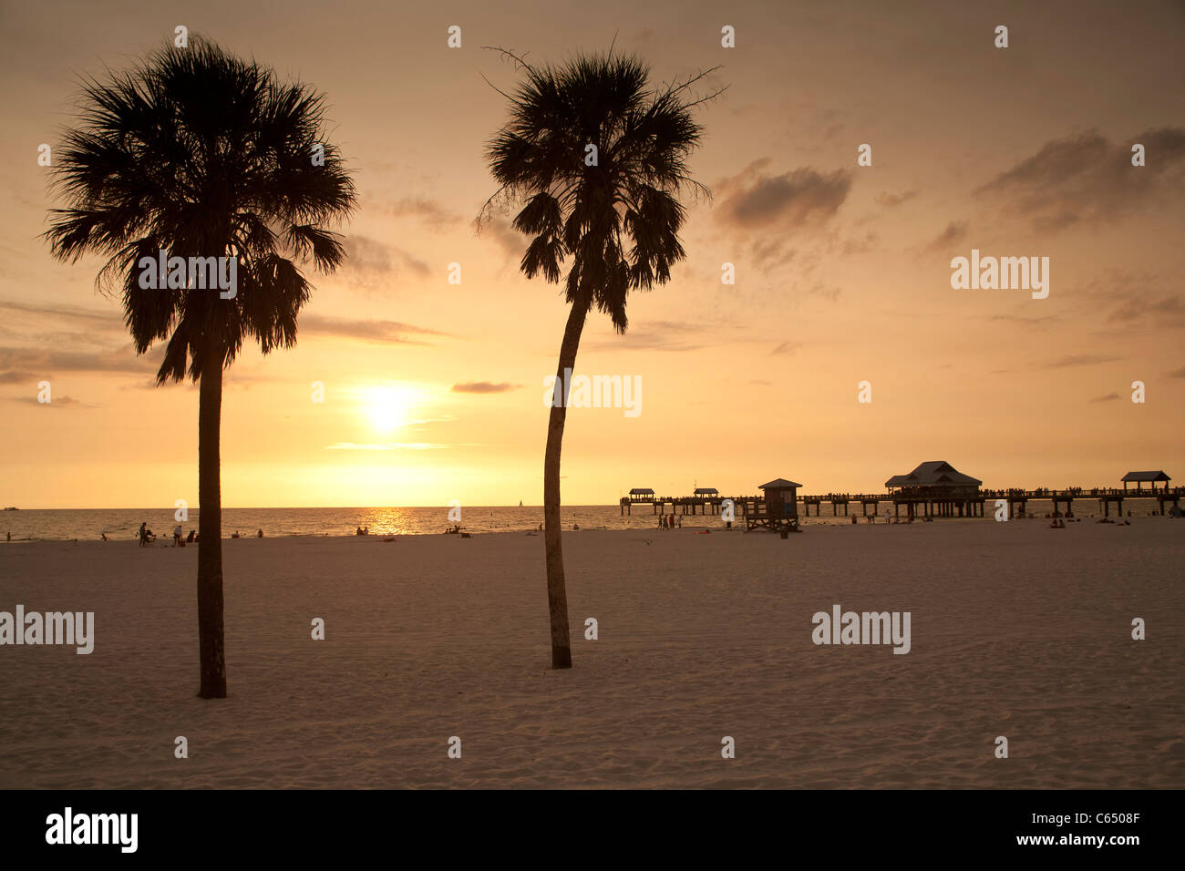 Palme presso Clearwater Beach, FL Foto Stock