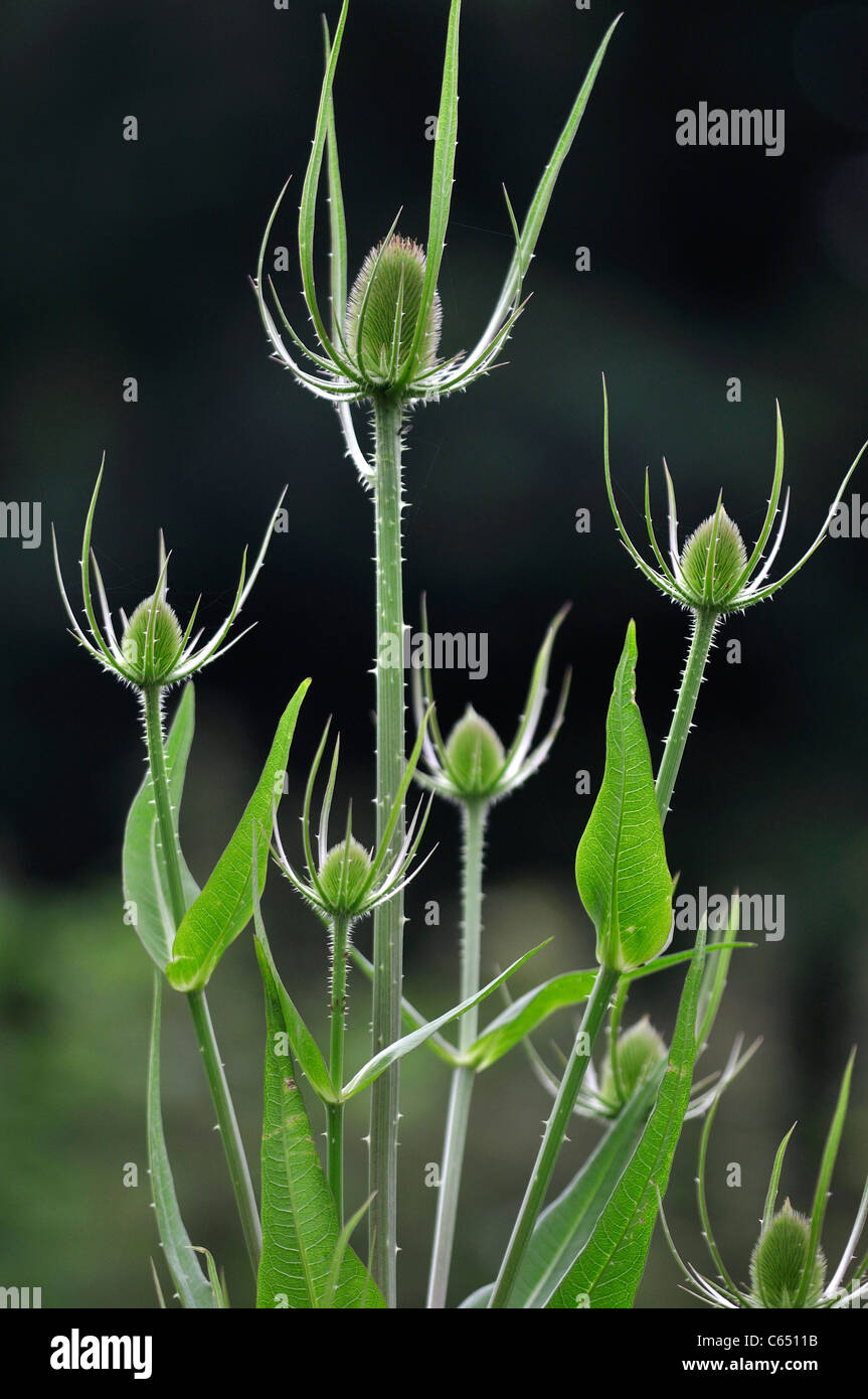 Una giovane pianta teasel (Dipsacus fullonum) con molte teste teasel in formato ritratto REGNO UNITO Foto Stock