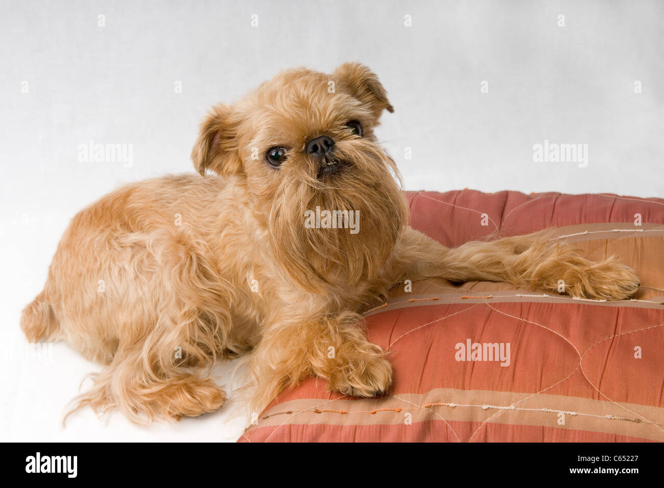 Piccolo Cane di razza la Griffon Bruxellois Foto Stock