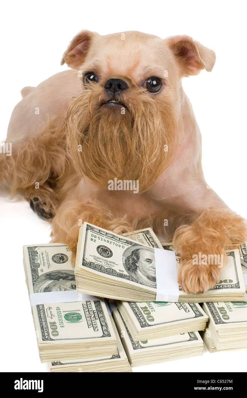 Ai piedi di un cane un mucchio di soldi, protezione delle finanze Foto Stock