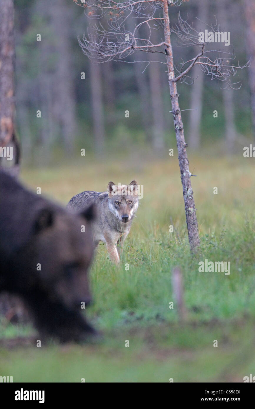 Wild lupo e l'orso bruno della Finlandia Foto Stock