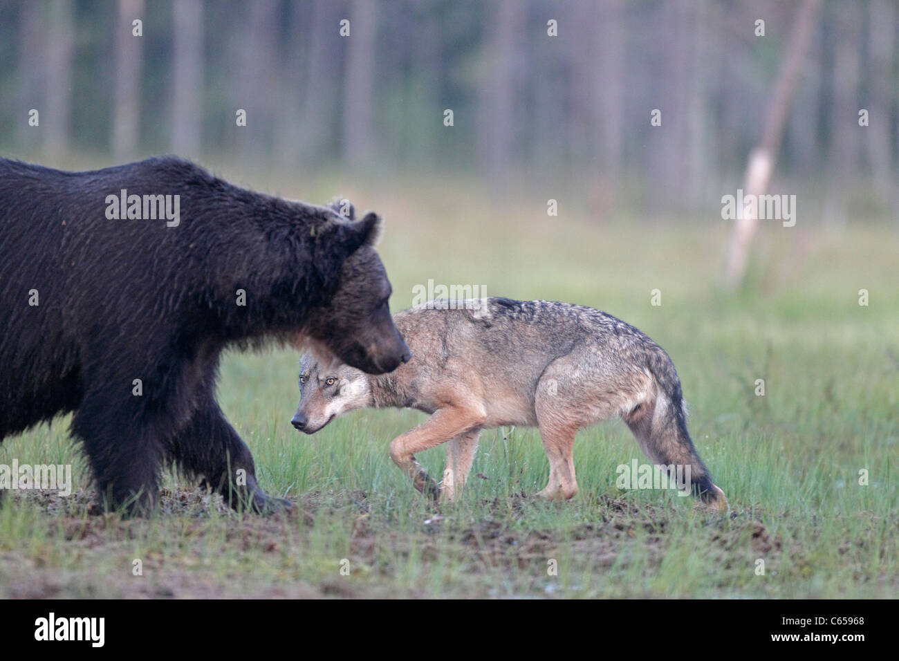 Wild lupo e l'orso bruno in Finlandia Foto Stock