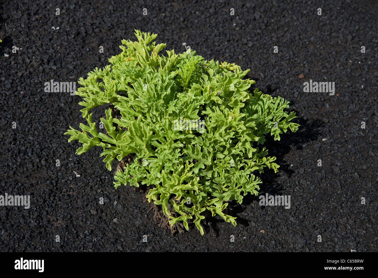 Piante pioniere sul terreno vulcanico a faro de fuencaliente, south coast, la palma isole canarie Spagna, Europa Foto Stock