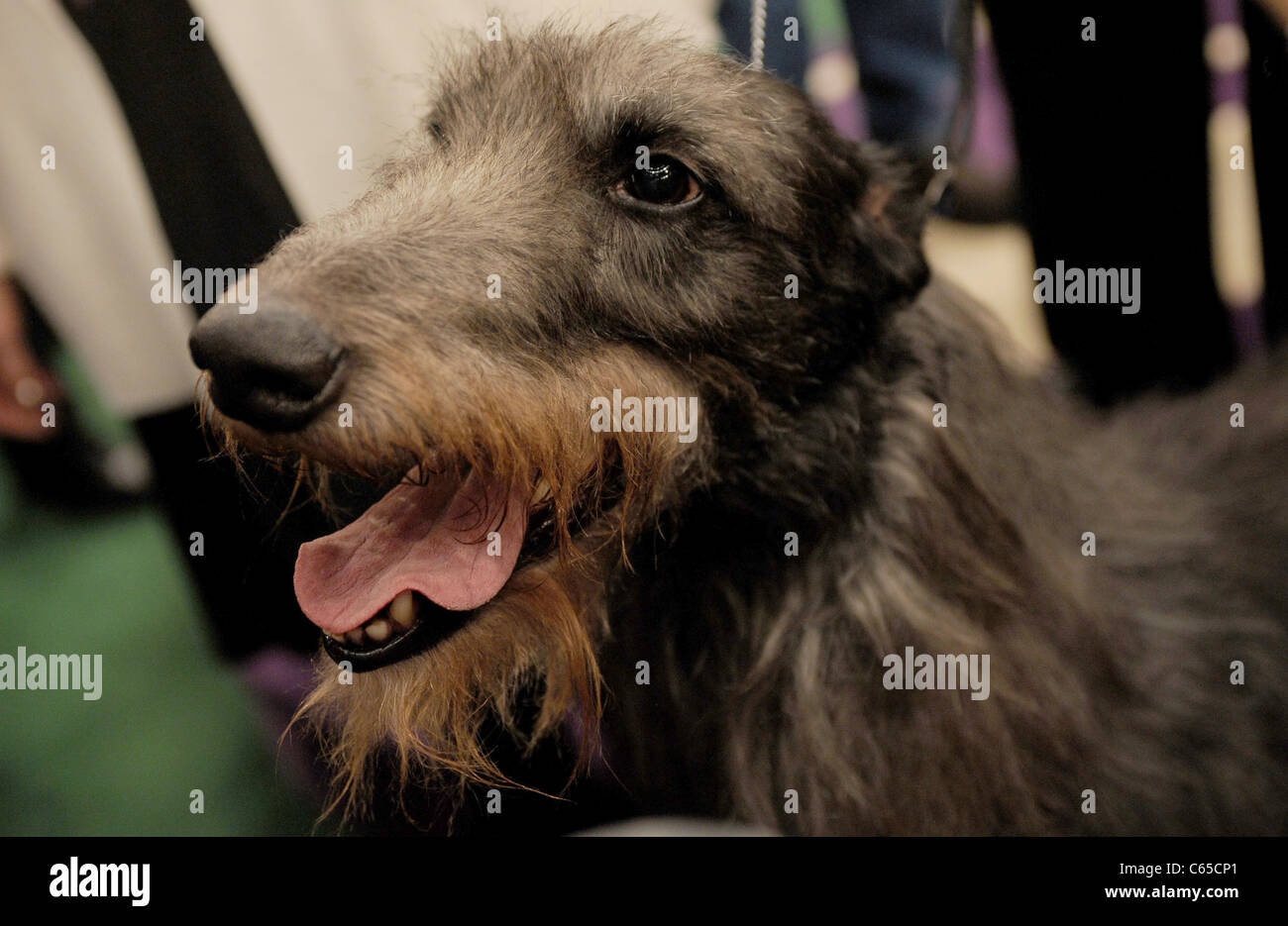 Hickory scottish deerhound all'interno per il Best in Show vincitore a 135Westminster Kennel Club Dog Show, Madison Square Garden, Foto Stock