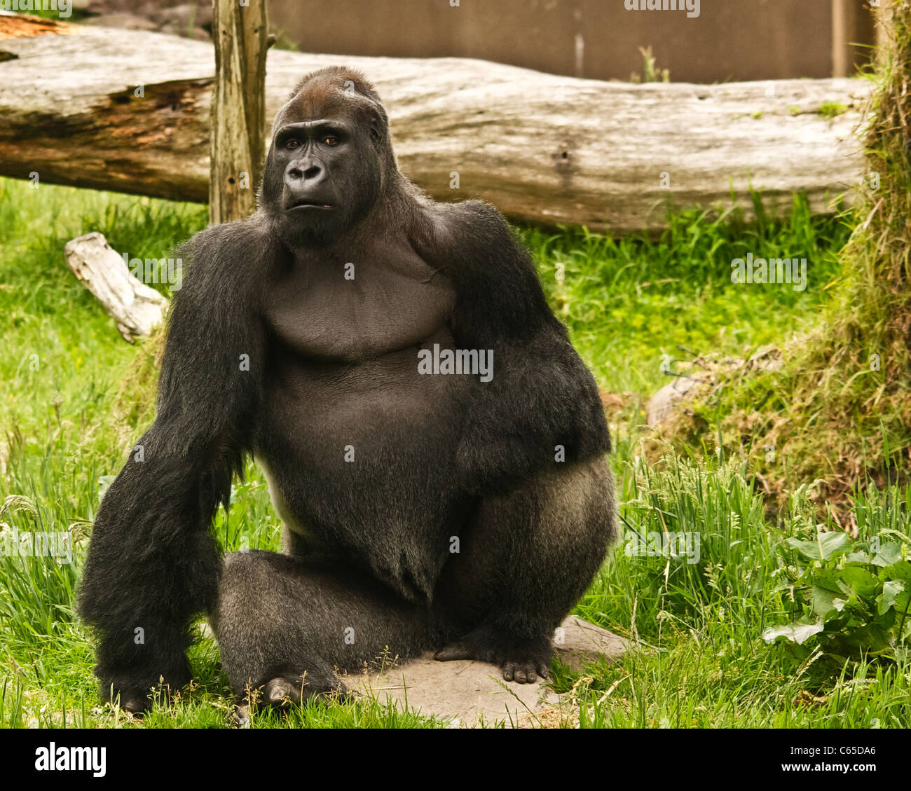 Western pianura gorilla Foto Stock