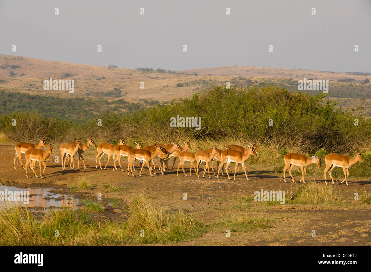 Impala (Aepyceros melampus), Hluhluwe-Imfolozi Game Reserve, Sud Africa Foto Stock