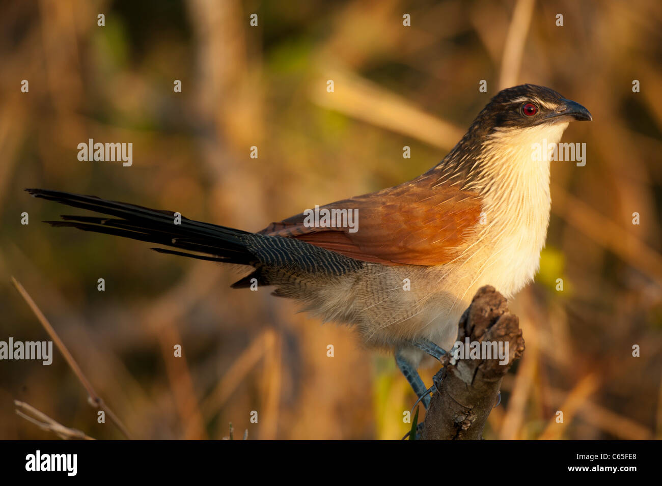 La Burchell Coucal (Centropus burchellii), Hluhluwe-Imfolozi Game Reserve, Sud Africa Foto Stock