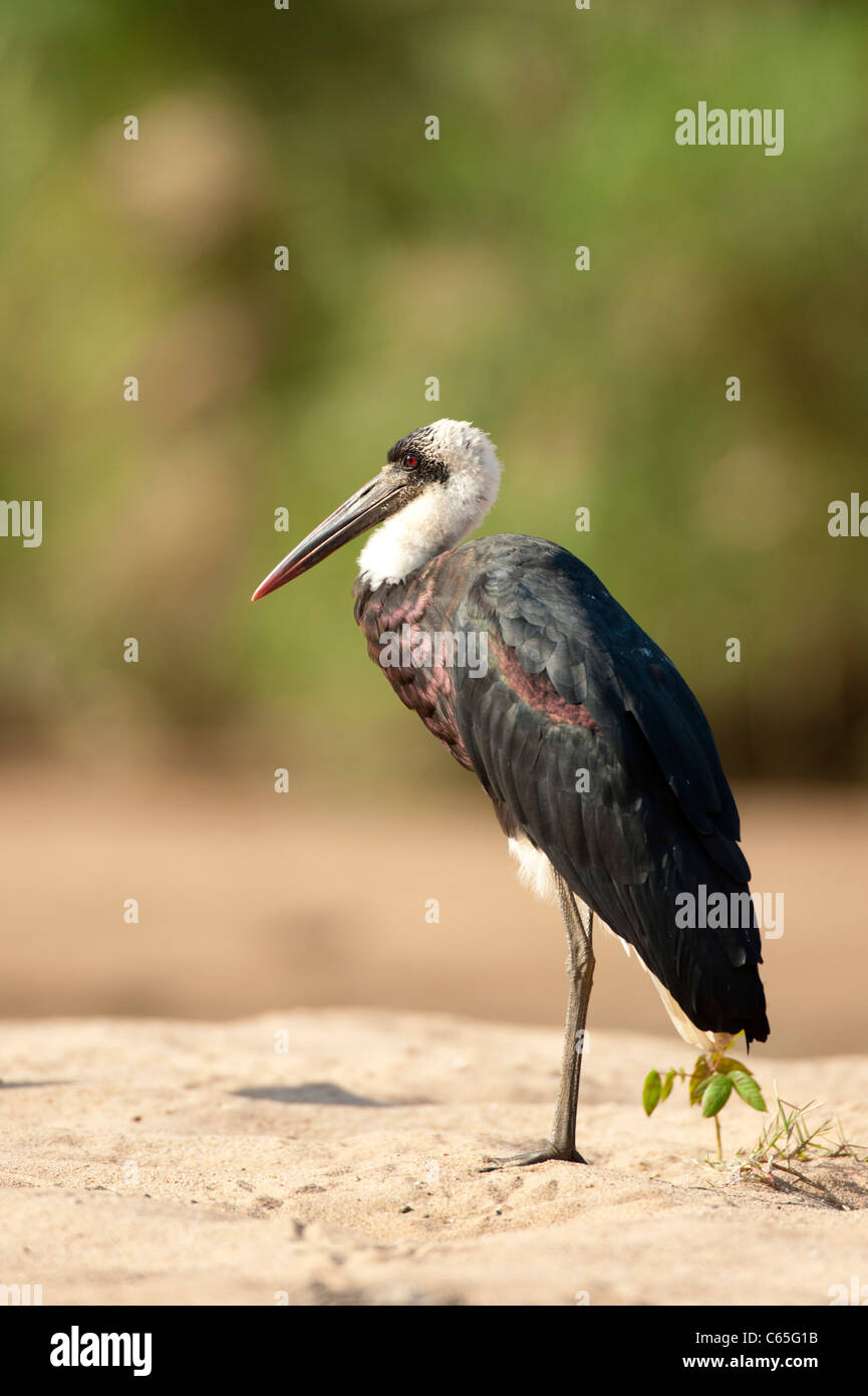 Lanosi colli (Stork Ciconia episcopus), Hluhluwe-Imfolozi Game Reserve, Sud Africa Foto Stock