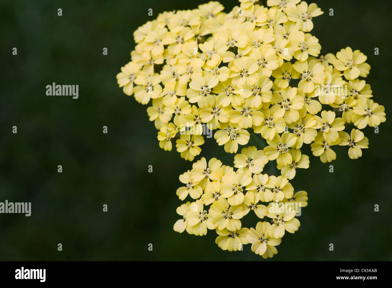 Achillea millefolium "Credo". Yarrow.giallo fioritura delle piante Foto Stock