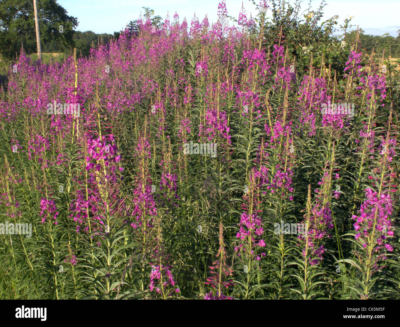 Rosebay willowherb, Epilobium angustifolium, massa di fioritura delle piante, Midlands, Giugno 2011 Foto Stock