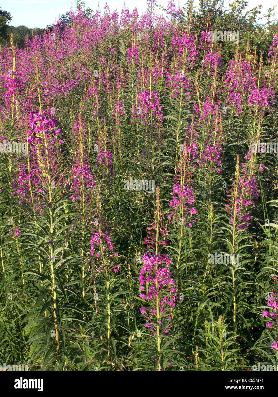 Rosebay willowherb, Epilobium angustifolium, massa di fioritura delle piante, Midlands, Giugno 2011 Foto Stock