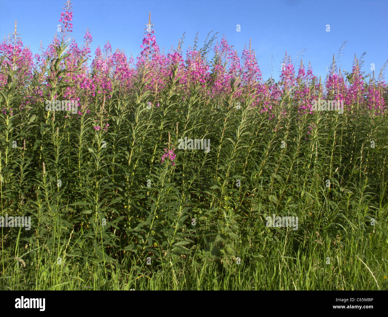 Rosebay willowherb, Epilobium angustifolium, massa di fioritura delle piante, Midlands, Giugno 2011 Foto Stock