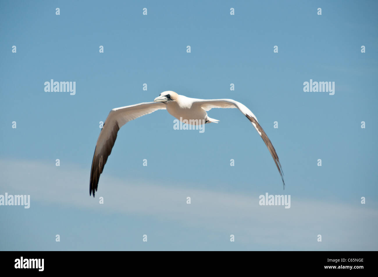 Flying northern gannet Foto Stock