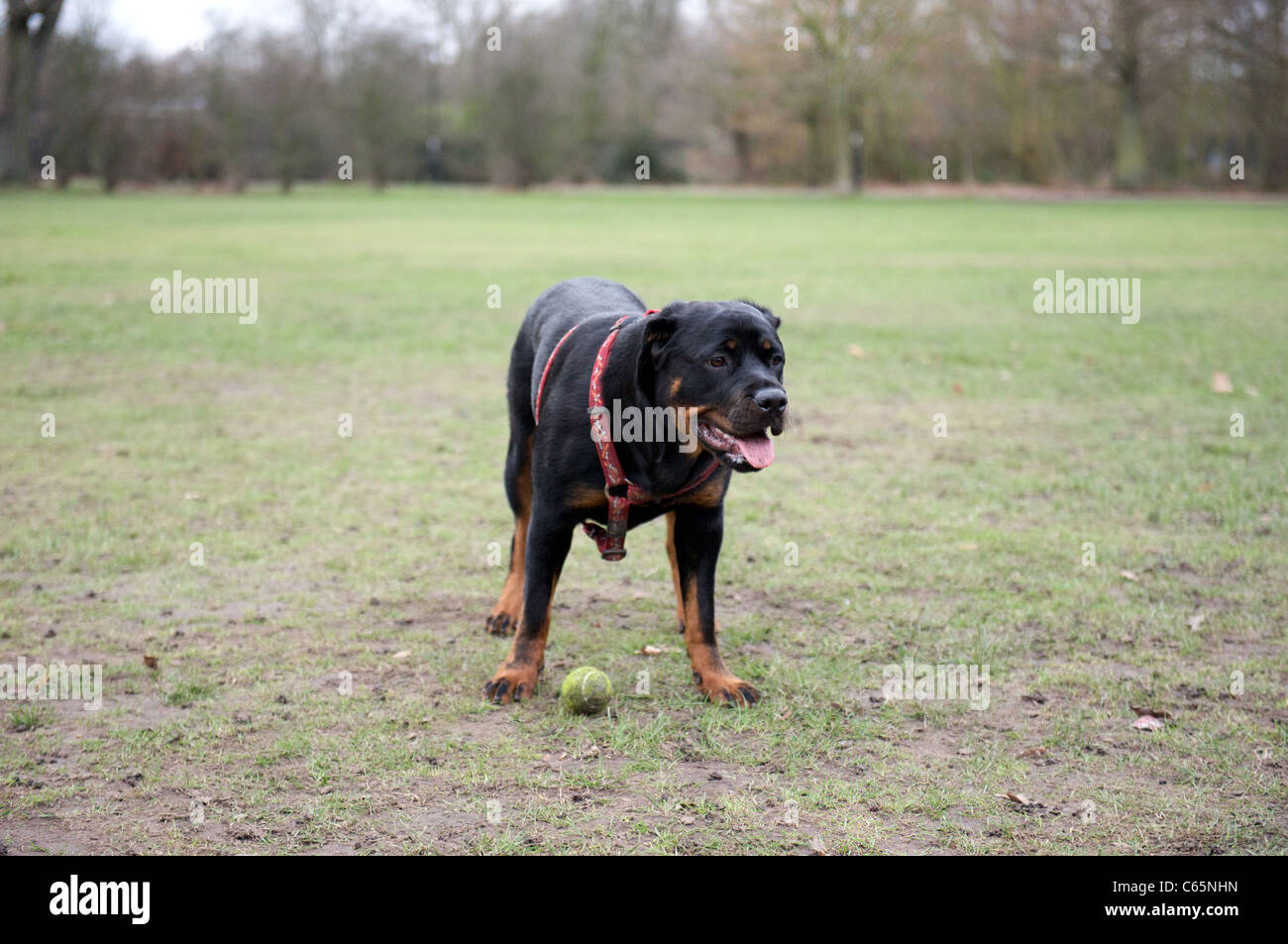 Un Rottweiler con la sua sfera Foto Stock