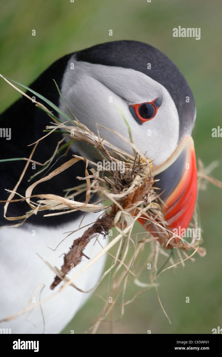 Puffin raccolti di erba e ramoscelli di costruire il nido, Isole Shetland Foto Stock