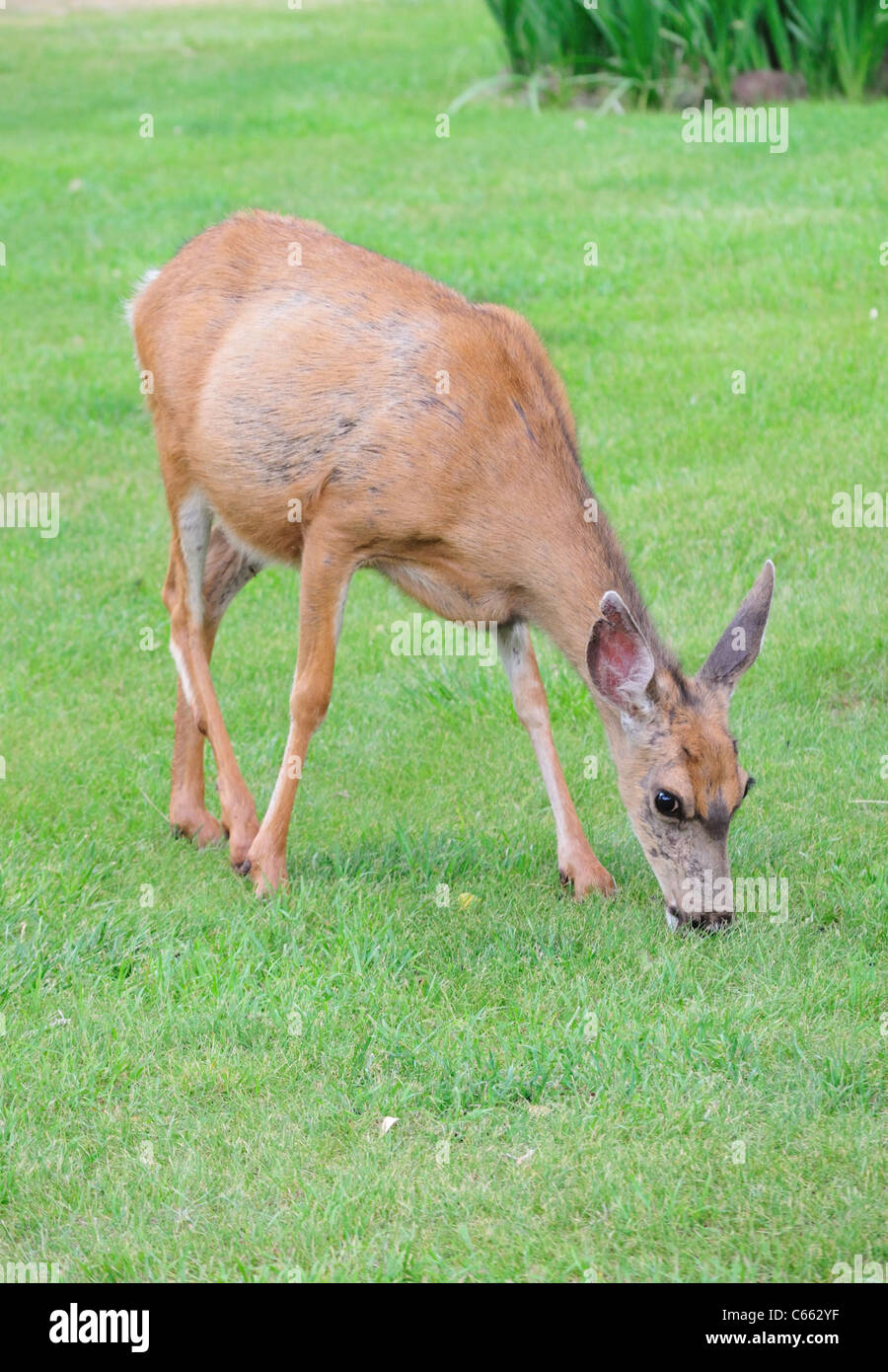 Mule Deer pascolando nella sezione Fruita del Parco nazionale di Capitol Reef Foto Stock