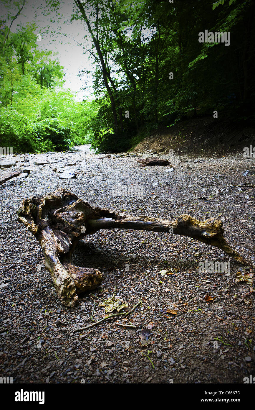 Angolo basso foto di un log in appoggio sul letto asciutto del fiume Alyn ai ferri corti Country Park, il Galles del Nord Foto Stock