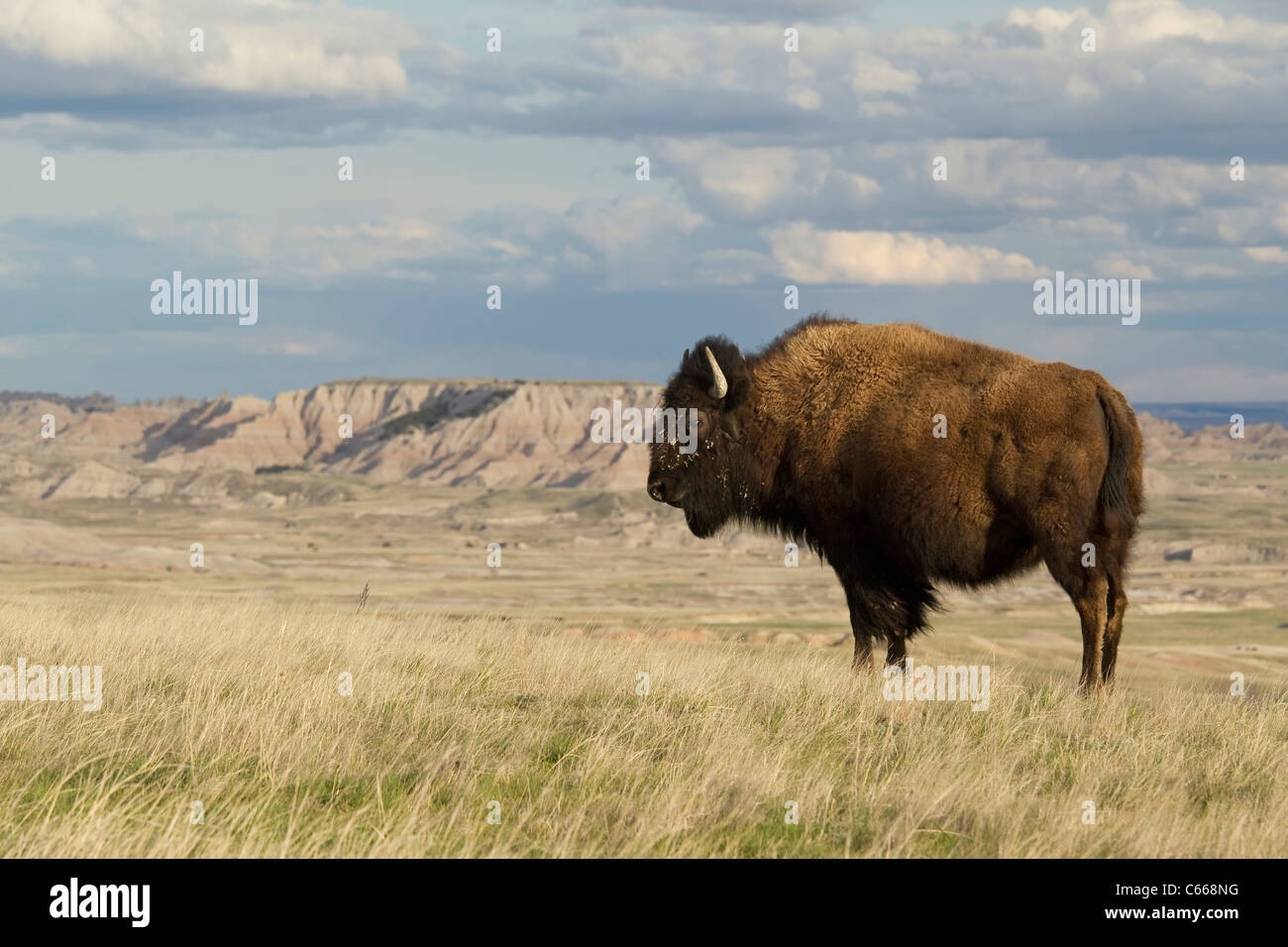 I bisonti americani (Bison bison), Parco nazionale Badlands Foto Stock
