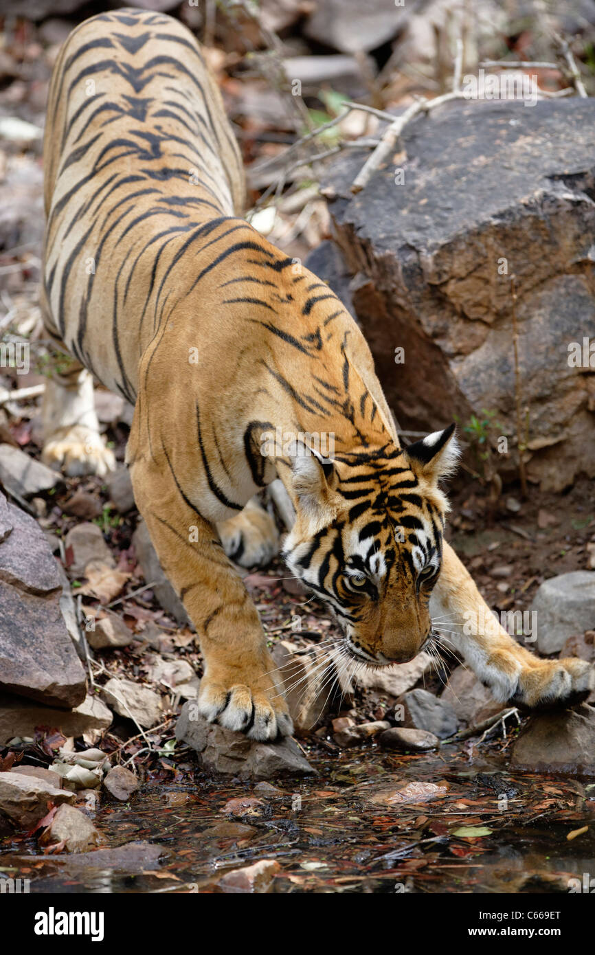 Tigre del Bengala a Ranthambhore, India. [Panthera Tigris] Foto Stock