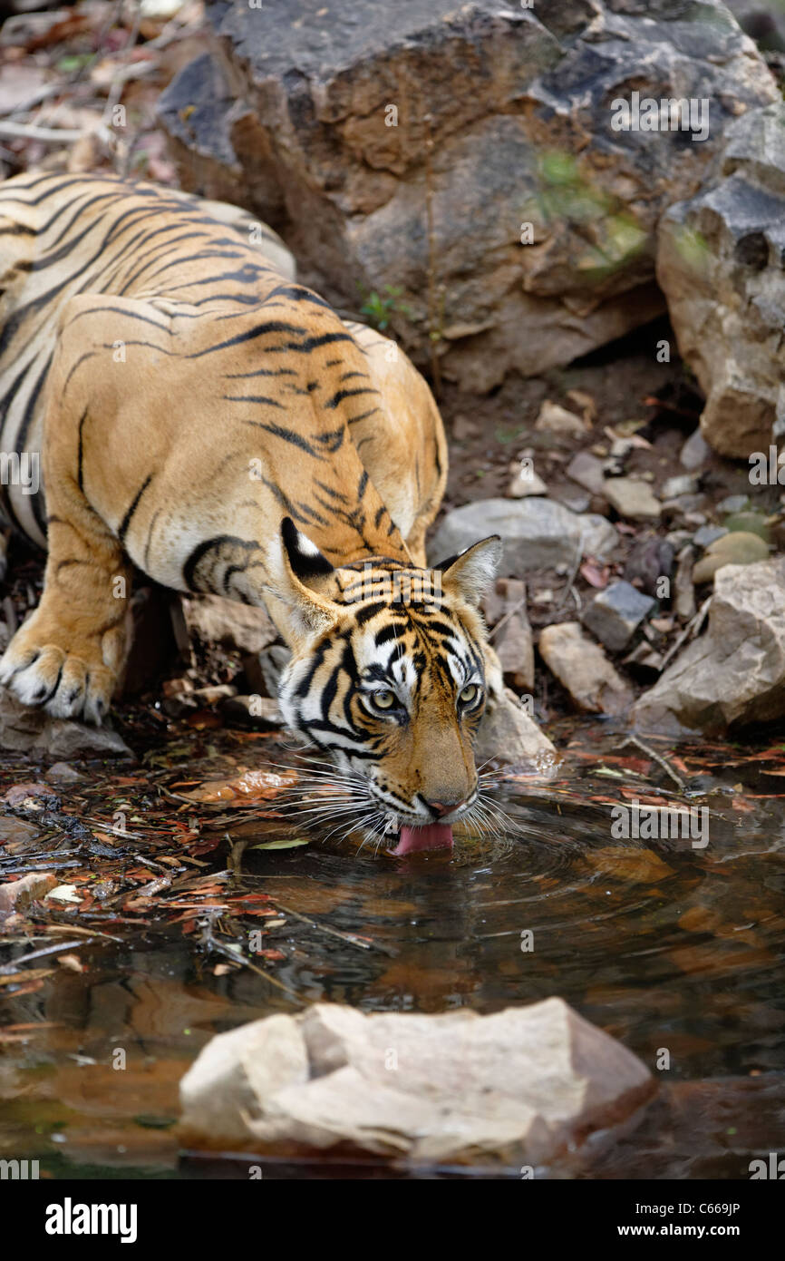 Tigre del Bengala togliere la sete a Ranthambhore, India. [Panthera Tigris] Foto Stock