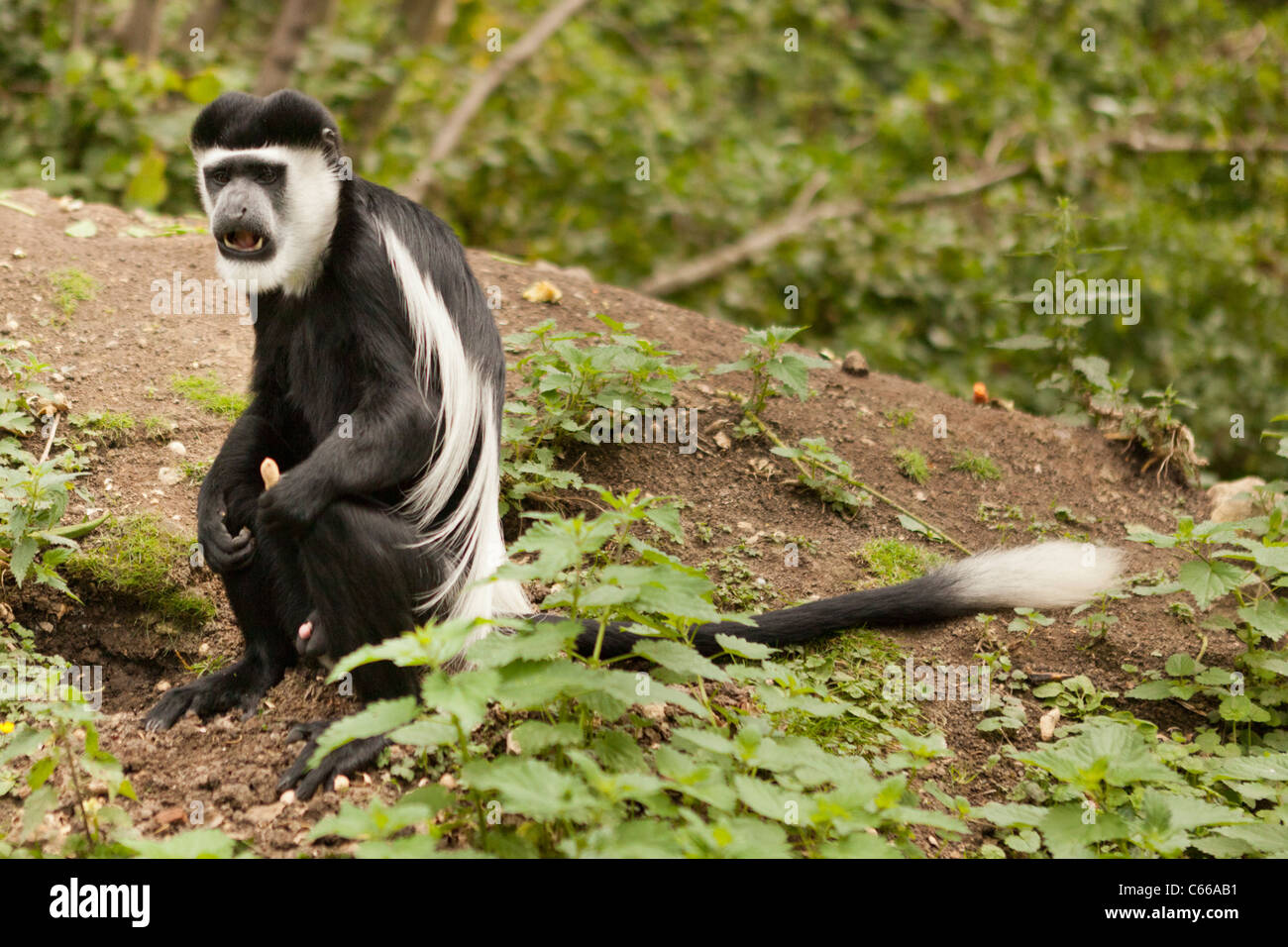 Gawping Colobus Monkey Foto Stock