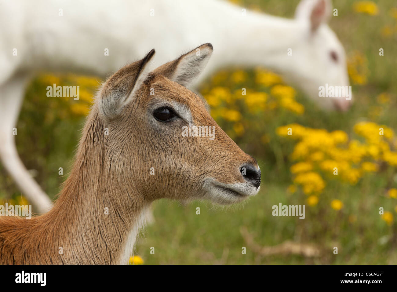 Ritratto del Nilgai Foto Stock