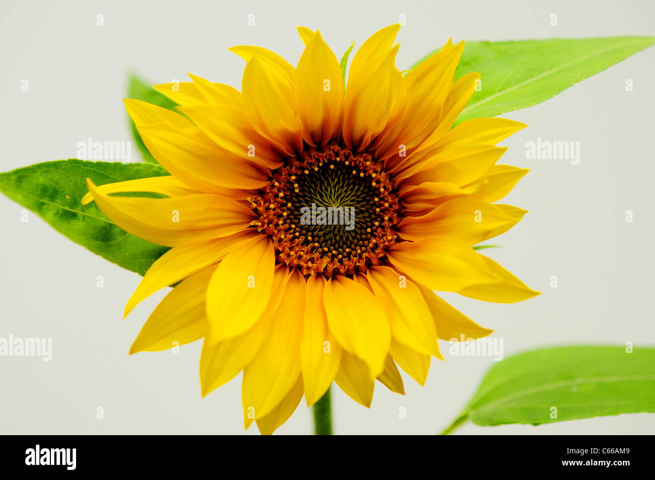 .Girasole Helianthus annuus. Foto Stock