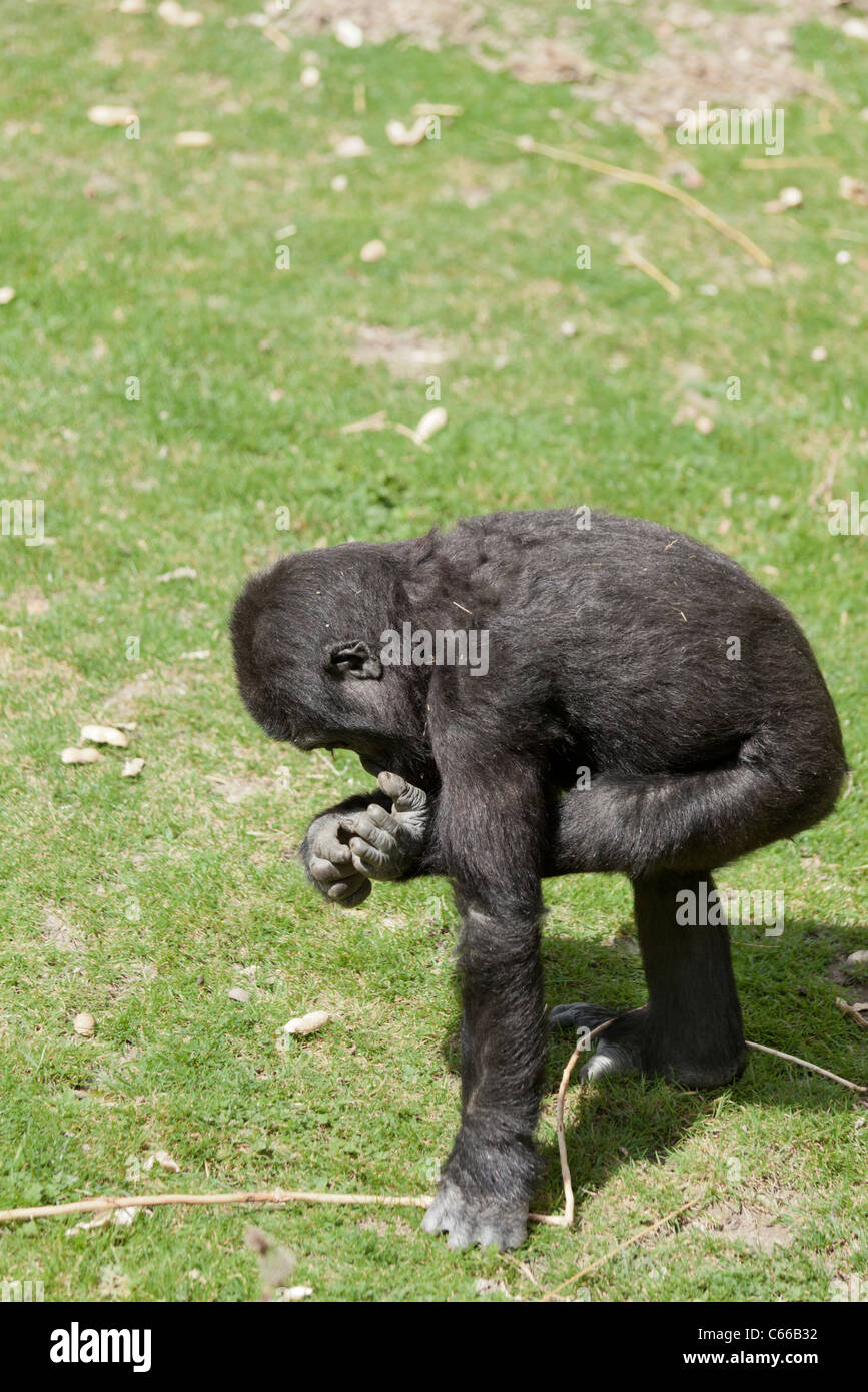 Giovani pianura occidentale Gorilla esaminando il suo piede Foto Stock