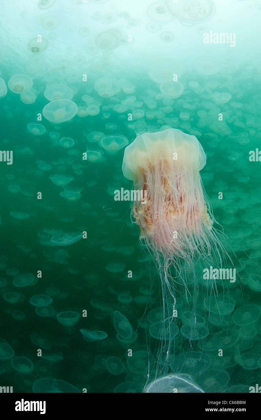 Leone la criniera meduse, Cyanea capillata, nuoto attraverso uno sciame di luna gelatine, Aurelia aurita, Prince William Sound, Alaska Foto Stock