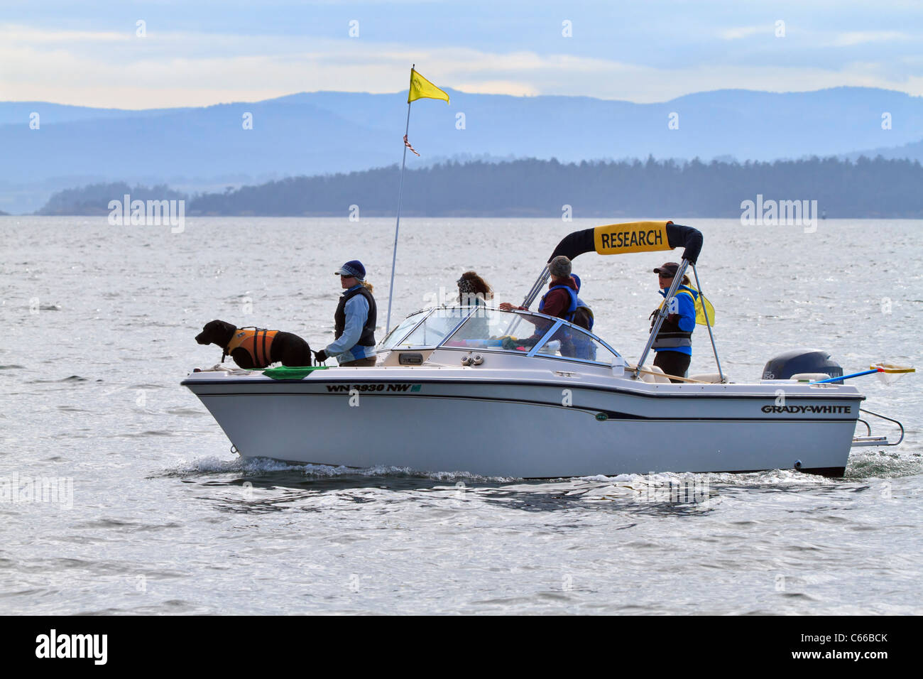 Una nave di ricerca con una balena rilevamento scat cane vicino al San Juan Islands, Washington. Foto Stock